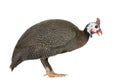 Helmeted guinea fowl - Numida meleagris Royalty Free Stock Photo