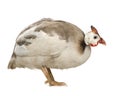 Helmeted guinea fowl - Numida meleagris