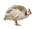 Helmeted guinea fowl - Numida meleagris