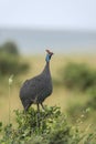 Helmeted Guinea fowl, Numida meleagris, Maasai Mara, Kenya, Africa