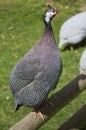 Helmeted guinea fowl (Numida meleagris) Royalty Free Stock Photo