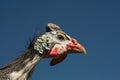 Helmeted Guinea Fowl Numida Meleagris portrait