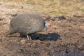 Helmeted Guinea fowl