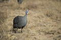 Helmeted guinea fowl Royalty Free Stock Photo