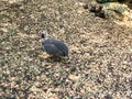 Helmeted Guinea Fowl with white spots at open farm ground