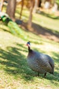 Helmeted Guinea Fowl with white spots running across the green grass. Guinea Fowl outdoor park close up Royalty Free Stock Photo