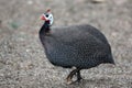 Helmeted Guinea Fowl Royalty Free Stock Photo