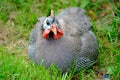 Helmeted Guinea Fowl Royalty Free Stock Photo