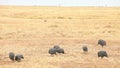 Helmeted Guinea Fowls, Nakuru Park