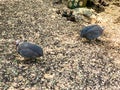 Helmeted Guinea Fowls with white spots at open farm ground