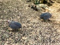 Helmeted Guinea Fowls with white spots Royalty Free Stock Photo