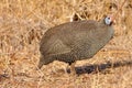 Helmeted Guineafowl