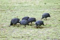 Helmeted Guineafowl Royalty Free Stock Photo