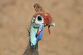 Helmeted guineafowl