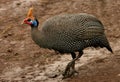 Helmeted Guineafowl