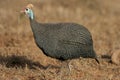 Helmeted Guineafowl Royalty Free Stock Photo