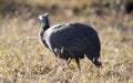 The Helmeted Guineafowl, also known as the common guinea fowl, is a bird that lives in the African savannah of South Africa and is Royalty Free Stock Photo