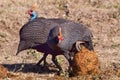 Helmeted Guineafowl With Ball Of Elephant Dung