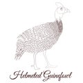 Helmeted guineafowl bird coloring