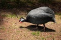 Helmeted Guineafowl bird Royalty Free Stock Photo