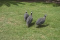 Helmeted guineafowl birds Royalty Free Stock Photo