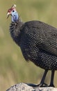 Helmeted Guineafowl - Botswana Royalty Free Stock Photo