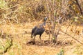 Helmeted guineafowl in the bush. Meru, Kenya