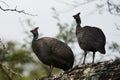 Helmeted guineafowl Couple Kenya Numida meleagris Numididae Numida