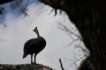 Helmeted guineafowl Couple Kenya Numida meleagris Numididae Numida Royalty Free Stock Photo