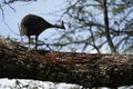 Helmeted guineafowl Couple Kenya Numida meleagris Numididae Numida Royalty Free Stock Photo