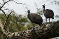 Helmeted guineafowl Couple Kenya Numida meleagris Numididae Numida