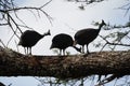 Helmeted guineafowl Couple Kenya Numida meleagris Numididae Numida