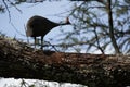 Helmeted guineafowl Couple Kenya Numida meleagris Numididae Numida Royalty Free Stock Photo