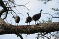 Helmeted guineafowl Couple Kenya Numida meleagris Numididae Numida