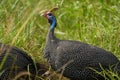 Helmeted guineafowl Couple Kenya Numida meleagris Numididae Numida Royalty Free Stock Photo