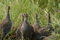 Helmeted guineafowl Couple Kenya Numida meleagris Numididae Numida Royalty Free Stock Photo