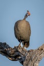 Helmeted guineafowl on dead stump watching camera