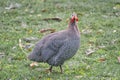 Helmeted guineafowl on the field. Poultry in the household