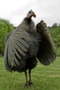 Helmeted guineafowl flapping its wings