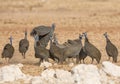 Helmeted Guineafowl Royalty Free Stock Photo