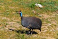 Helmeted guineafowl in the grass. Serengeti, Tanzania