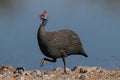 Helmeted guineafowl, guinea fowl is running Royalty Free Stock Photo