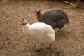 Helmeted Guineafowl or Guineahen running across the veld