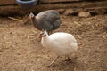 Helmeted Guineafowl or Guineahen running across the veld