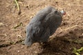 Helmeted Guineafowl or Guineahen running across the veld