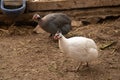 Helmeted Guineafowl or Guineahen running across the veld