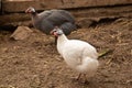 Helmeted Guineafowl or Guineahen running across the veld