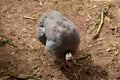 Helmeted Guineafowl or Guineahen running across the veld