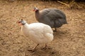 Helmeted Guineafowl or Guineahen running across the veld