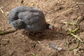 Helmeted Guineafowl or Guineahen running across the veld Royalty Free Stock Photo